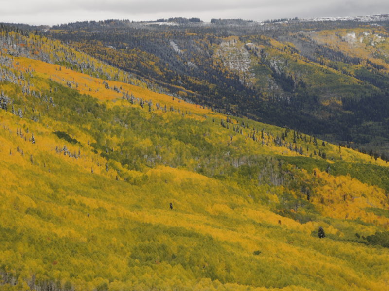 Hillside of Golden Aspens