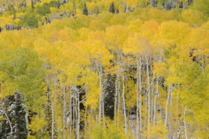 Tall Golden Aspens