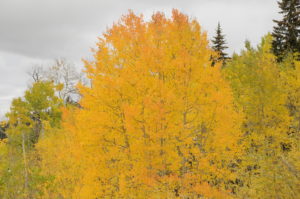 Single Golden Aspen