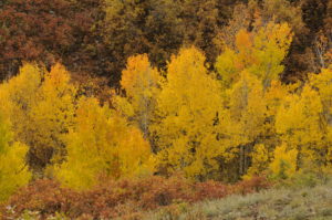 Golden Aspens Grand Mesa