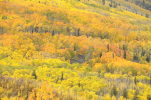 Orange and Yellow Aspens